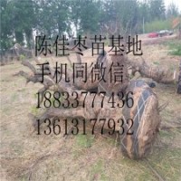 名貴綠化棗樹(shù)花卉苗木批發(fā)