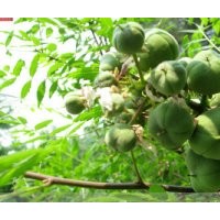 文冠果小苗+1年文冠果