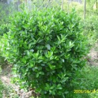 3年冬青苗，山西冬青苗，50公分冬青苗