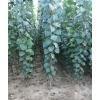 大量供應(yīng)107速生楊2-15公分