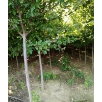 大量供應(yīng)4.5.6北美海棠