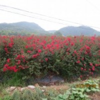 叢生的美國紅火箭紫薇