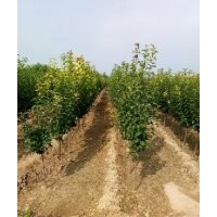 八棱海棠之鄉(xiāng) 八棱海棠報價