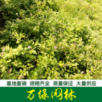 繡線菊 紅花繡線菊 金山繡線菊 金焰繡線菊