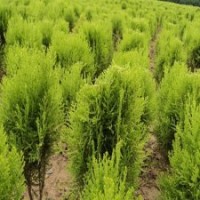 灑金柏綠化工程苗價(jià)格