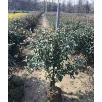 苗圃直供金森女貞，金邊黃楊，紅葉石楠，無刺構(gòu)骨
