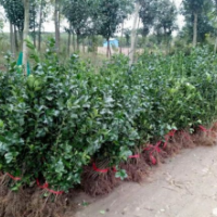 江蘇冬青基地 規(guī)格齊全 大量現(xiàn)貨