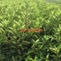 哪里有花葉冬青 花葉冬青低價批發(fā)