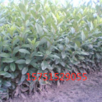 江蘇大量供應水臘 低價銷售 量大