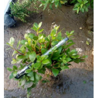 江蘇哪里有夏鵑？ 夏鵑低價(jià)供應(yīng) 江蘇貨源充足