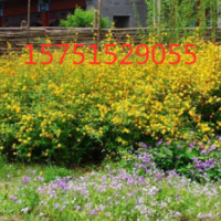 棣棠哪里有 ？江蘇貨源 棣棠 低價(jià)苗圃直銷