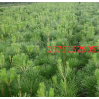 10cm_30cm_50cm_80cm_100cm高黑松苗價(jià)格