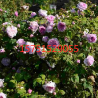 哪里有低價法國薔薇批發(fā)