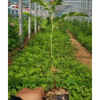 中天玫瑰清地處理9*11缽，30高，給錢(qián)就出