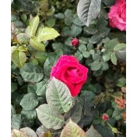 月季小苗批發(fā)基地 地被月季 藤本月季