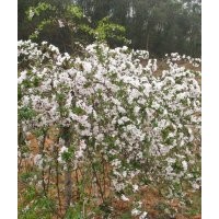 染井垂枝櫻紅花垂枝櫻垂櫻小苗早櫻晚櫻庭院盆栽觀花樹種