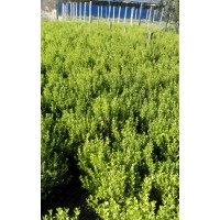 供應(yīng)80cm一100cm衛(wèi)矛1萬株，60cm小葉黃楊4000株冠25cm