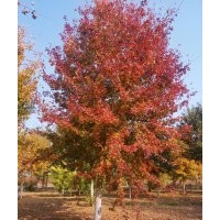 黃櫨，叢生黃櫨