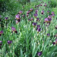 大量優(yōu)惠批發(fā)鳶尾_鳶尾價格優(yōu)惠_價格從優(yōu)