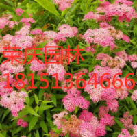 江蘇大量供應(yīng)美麗繡線菊 低價苗圃直銷