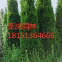 2020哪里有望都塔檜貨源