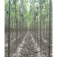 種楸樹我們更專業(yè)5-6公分楸樹大量出售