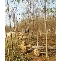 大量出售楸樹5-6公分，價(jià)格合理