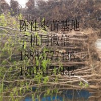 金絲小棗樹(shù)苗