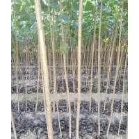 107速生楊 107種條-山東臨清綠源楊樹苗基地