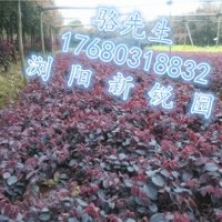瀏陽(yáng)新銳園林小苗批發(fā)基地、紅花繼木小苗直銷