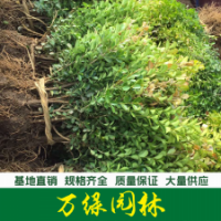 瓜子黃楊 瓜子黃楊苗