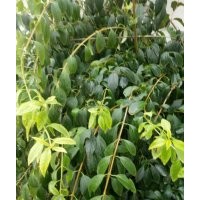 供金葉女貞（金森女貞）營養(yǎng)杯苗，紅葉石楠營養(yǎng)杯苗