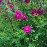 當(dāng)年生四季玫瑰小苗供應(yīng)價(jià)格