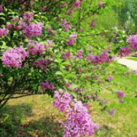 江蘇供應紅丁香 低價批發(fā)