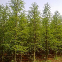 中山杉供應(yīng)