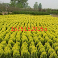 灑金柏多少錢一棵？