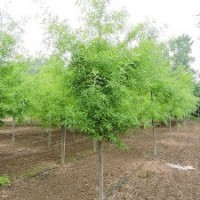 大量批發(fā)柳葉櫟