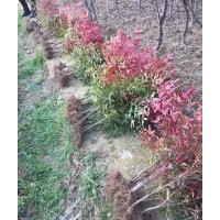 南天竹、紅花繼木、各種色塊苗100萬供應(yīng)