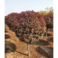 望都塔儈，沙地柏，側(cè)柏，日本櫻花，玉蘭