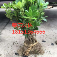 【海桐】最新海桐_價格_圖片_產(chǎn)地報價表