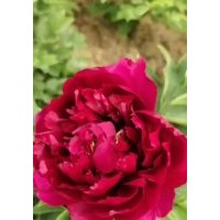 牡丹，牡丹苗，觀賞牡丹，芍藥，觀賞芍藥