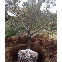 供應(yīng)大小規(guī)格山楂樹
