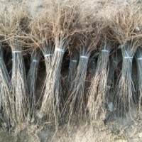 大量供應(yīng)紫穗槐