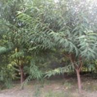 哪里有5公分山桃，哪里有叢生山桃，哪里有6公分山桃，哪里有8公