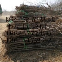 各種規(guī)格棗樹(shù)果苗