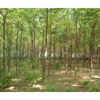 供應(yīng)：各規(guī)格苦楝樹苗木