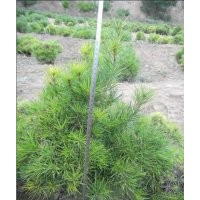 柏、油松（容器袋）、白皮苗、國(guó)槐、冬青、雪松