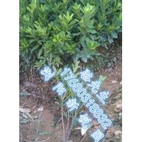 瀏陽(yáng)杜鵑小苗