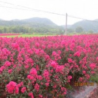 叢生的美國天鵝絨紫薇