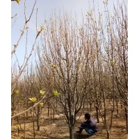 八棱海棠樹(shù)報(bào)價(jià) 八棱海棠樹(shù)10公分高度350冠幅250精品苗